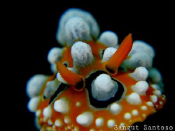 "Orange Bull" 
Canon G7 Inon macro lens.Full frame by Sangut Santoso 